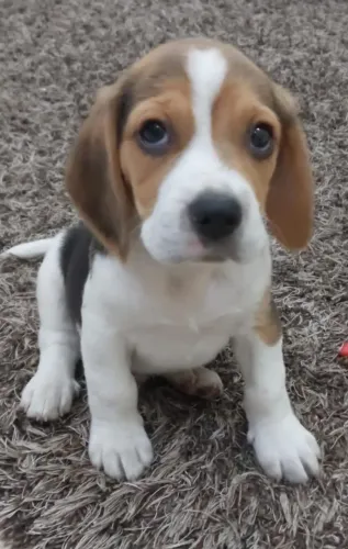 Beagle o companheiro perfeito para momentos a dois
