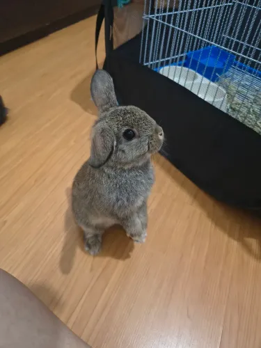 Mini coelho