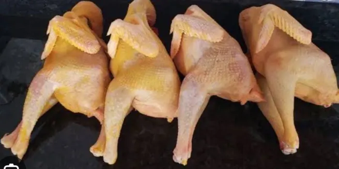 Galinha Pé Duro Tratadinha!