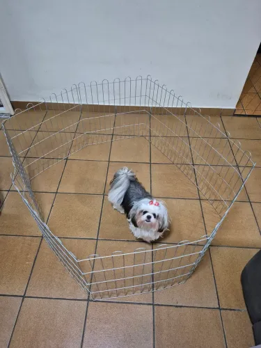 Cercado Canil Aramado Dobrável para Pets 6 Módulos - 53cm Altura