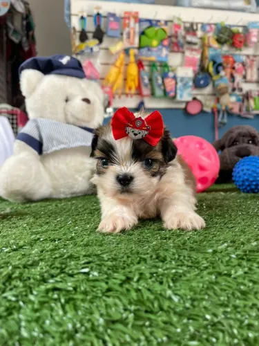 Shihtzu machinho um fofo