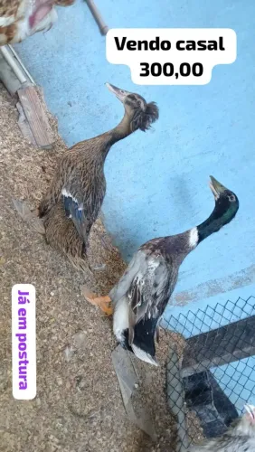 Marrecos