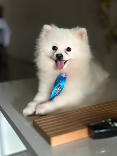 Spitz alemão anão cruza