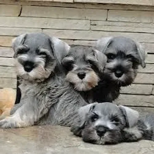 Schnauzer "Bigode cheio de atitude."