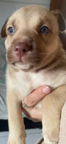 Filhote cachorro pitbull e husky