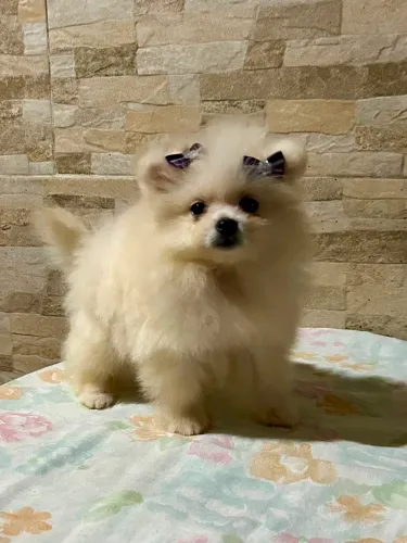 Spitz alemão fêmea