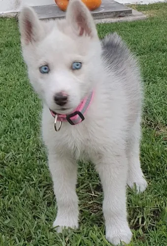 Husky siberiano O olhar certo pode mudar seu dia inteiro