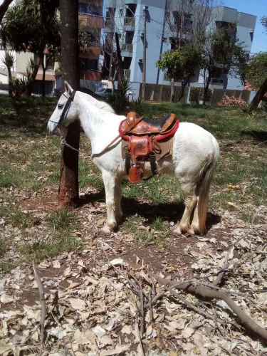 Vendo Pônei