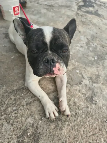 Bulldog