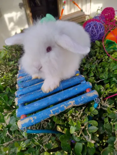 Coelho mini Lop disponível 