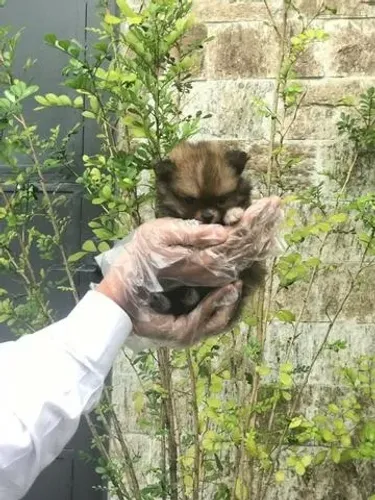 Spitz alemão anão - Loja/Canil Especializado em Filhotes de Alto Nível