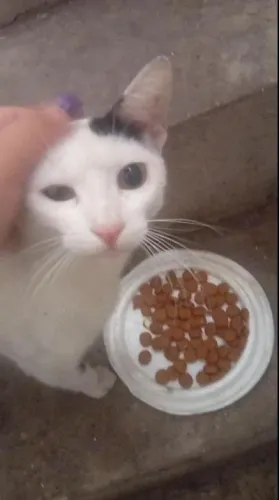 Gata dócil para adoção.