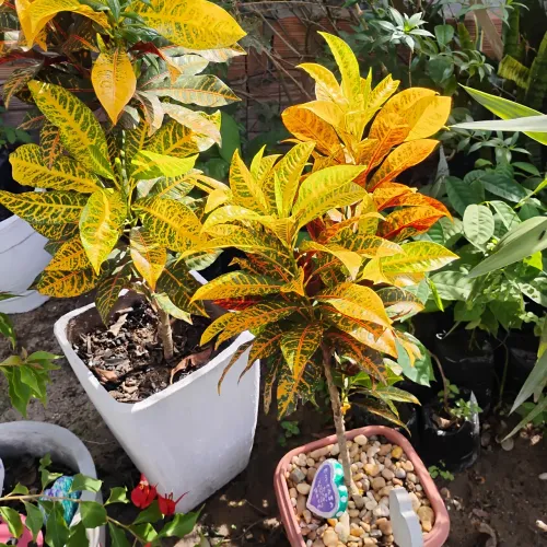 Vendo buganville e croton já no caso