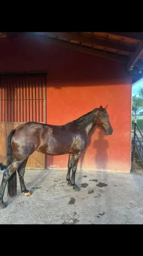 egua a venda