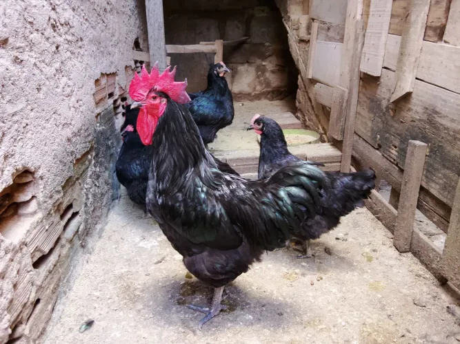 Gigante negro de Jersey 