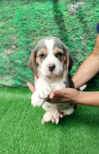 Lindo filhote de beagle macho 