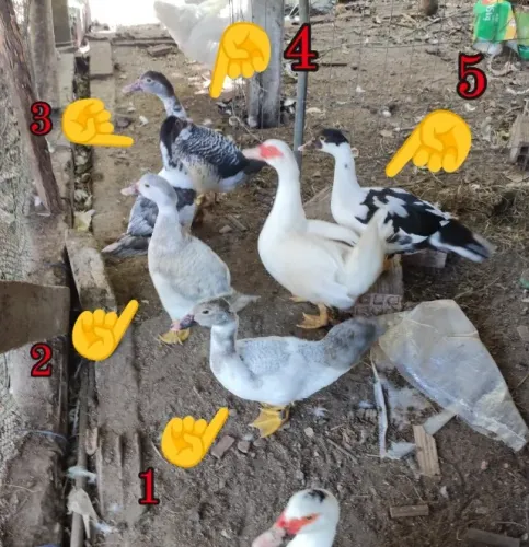 patos, ninhda de patinhos