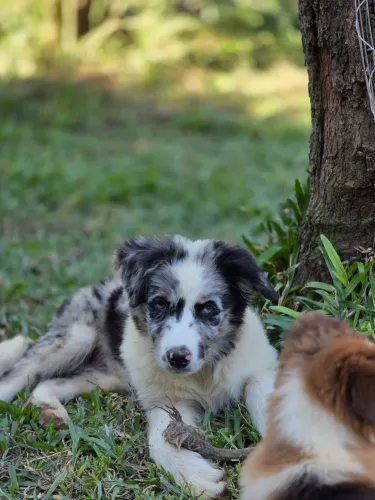 Filhote de Border Collie com pedigree cbkc