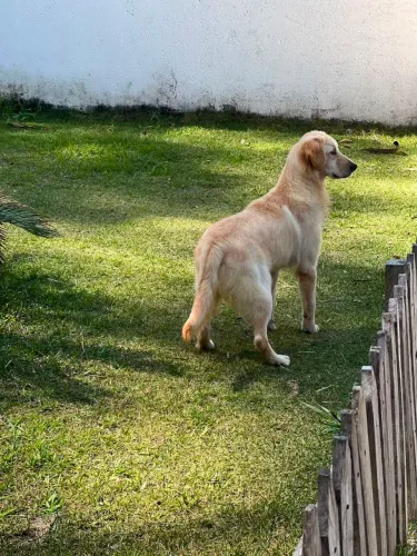 Vendo ou troco Golden Retriever !!!!