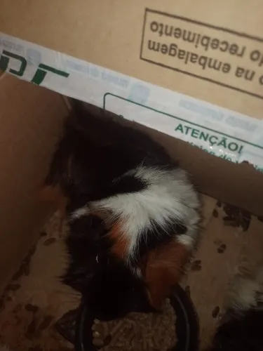 Porquinho da índia angorá