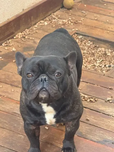 Vendo Buldogue Francês legítima raça pura. Chamar no whatsapp *