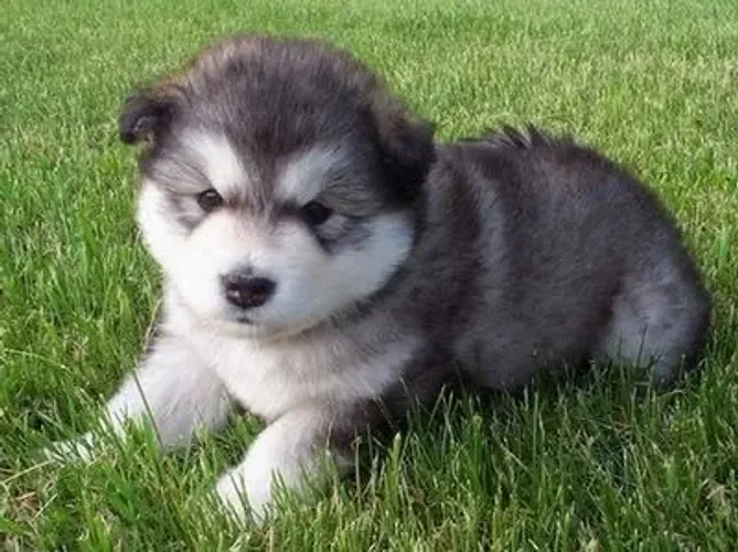 Filhotes de Husky Siberiano | Um cachorro cheio de simpatia.