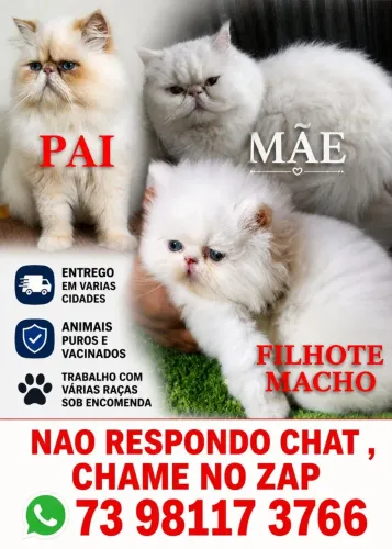 Gato branco macho