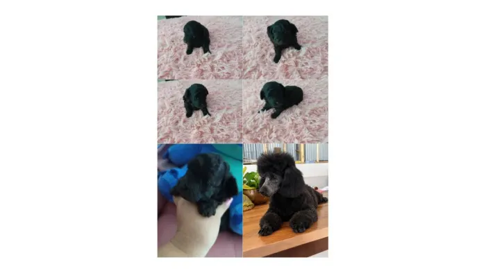 Poodle fêmea