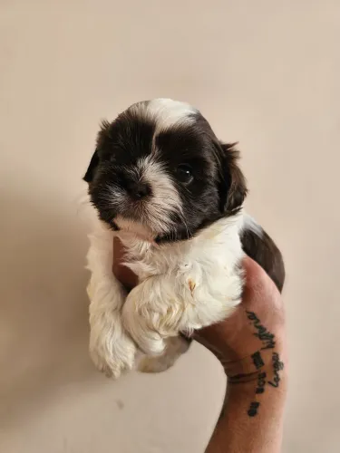 02 Shihtzu Macho Chocolate