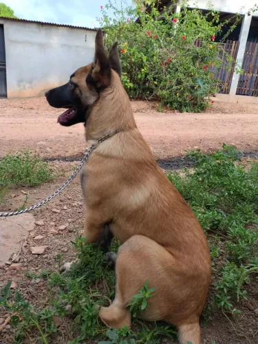  pastor belga macho,ele não e puro, essa raça deles e bem agitada. Tem apenas 5 meses 