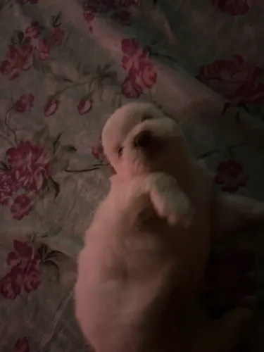 Lindo shih tzuz fofinho ?