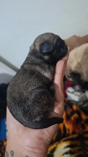 Filhotes de pug