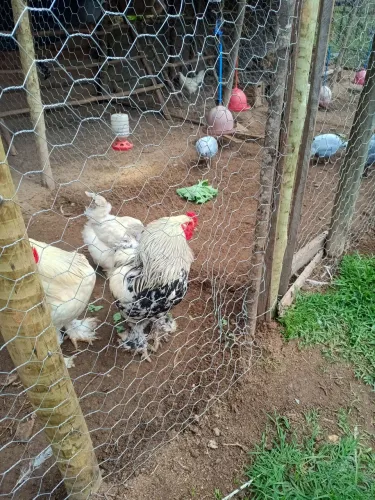 Galo Raça Brahma Light 