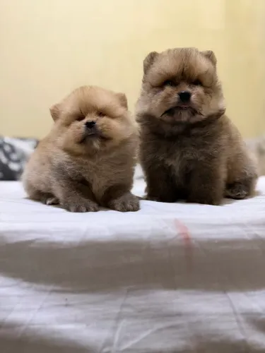 Filhotes machos de spitz alemão