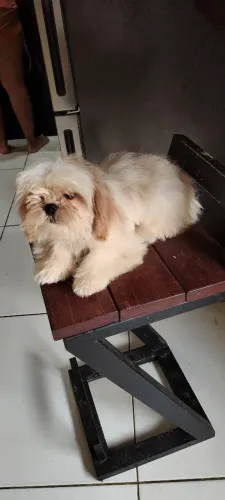 Shitzu 4 meses