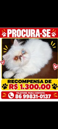 Estou procurando uma gatinha adulta castrada