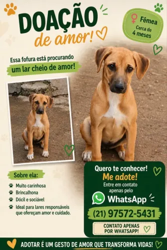 Cachorra Filhote - doação responsável 