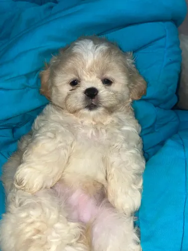 Cachorro filhotes à vendas