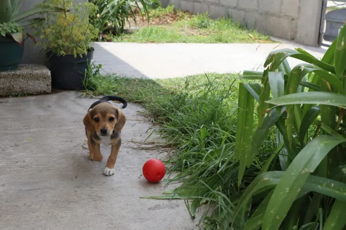 Beagle Esse pequeno quer dividir cada fase com você