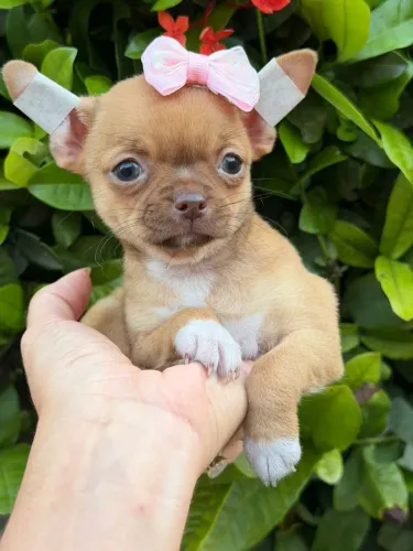 Chihuahua fêmea Pêlo curto fulvo com branco. Pequena, e muito carinhosa 