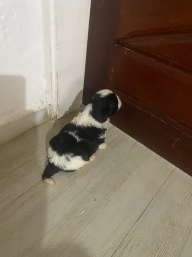 vendo um filhote de cachorro shitzu