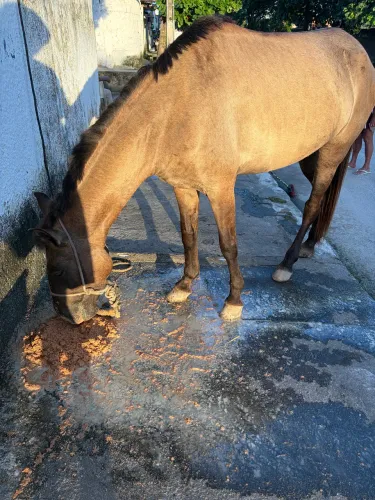 Cavalo 