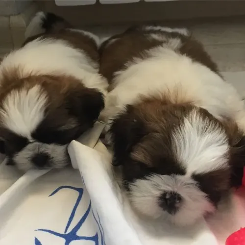 Shih tzu filhotes lindos 