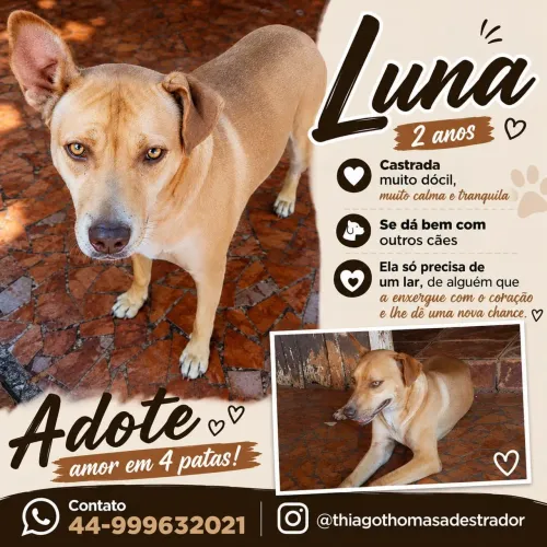 LuLuna porte grande para adoção responsável