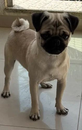 Vende-se Pug Macho!