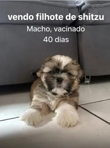 cachorro shitzu