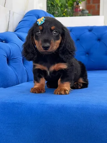 Filhote de Dachshund