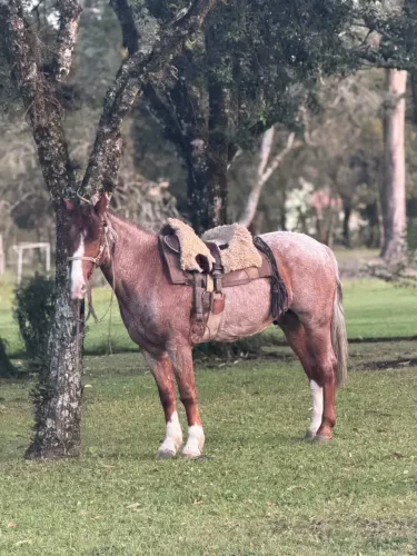 Cavalo crioulo 