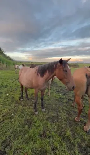 Receptoras para inseminação