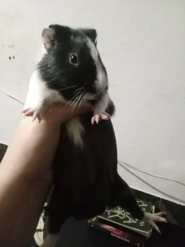 Porquinho-da-Índia Macho
